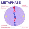 Metaphase is a stage of mitosis in the eukaryotic cell cycle. Royalty Free Stock Photo