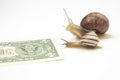 Metaphor for achieving financial success in business. snails run on a running track for wealth. perseverance in work and time to