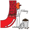 Metaphor function of human kidney to filter wastes and excess fl Royalty Free Stock Photo