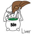 Metaphor function of a liver to produce bile vector illustration