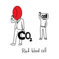 Metaphor function of red blood cell to remove carbon dioxide fro