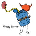 Metaphor function of urinary bladder is to store urine vector il