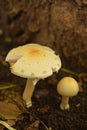 Parent and Child - Small and Big - Senior and Junior - Two Mushrooms Royalty Free Stock Photo