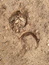 Vertical photo of hoof prints in the dirt Royalty Free Stock Photo