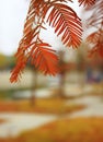 Metasequoia Royalty Free Stock Photo