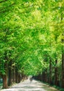 Metasequoia forest road Royalty Free Stock Photo