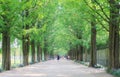 Metasequoia forest road Royalty Free Stock Photo