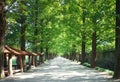 Metasequoia forest road Royalty Free Stock Photo