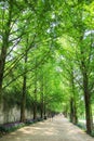 Metasequoia forest road Royalty Free Stock Photo