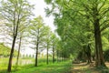 Metasequoia forest road Royalty Free Stock Photo