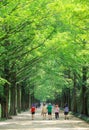 Metasequoia forest road Royalty Free Stock Photo