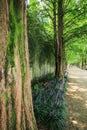 Metasequoia forest road Royalty Free Stock Photo