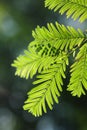 Metasequoia glyptostroboides Royalty Free Stock Photo