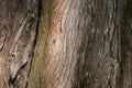 Metasequoia glyptostroboides bark Royalty Free Stock Photo