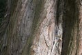 Metasequoia glyptostroboides bark Royalty Free Stock Photo