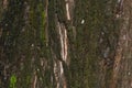 Metasequoia glyptostroboides brown tree bark Royalty Free Stock Photo