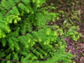 Metasequoia glyptostroboides, the dawn redwood, closeup leaves Royalty Free Stock Photo