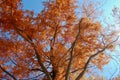 Metasequoia glyptostroboides, the dawn redwood with red autumn c