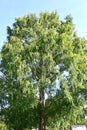 Metasequoia glyptostroboides ( Dawn redwood ) tree. Royalty Free Stock Photo