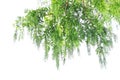 Metasequoia glyptostroboides ( Dawn redwood ) tree. Royalty Free Stock Photo