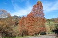 Metasequoia glyptostroboides or dawn redwood trees with autumn colored red leaves Royalty Free Stock Photo