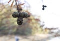 Metasequoia glyptostroboides needles and green cones, Close up