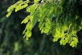 Metasequoia glyptostroboides in sunlight