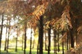 Metasequoia leaf in forest.