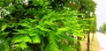 Metasequoia leaves Royalty Free Stock Photo