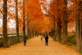 Metasequoia lined Road in winter season in Damyang, South Korea Royalty Free Stock Photo