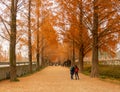 Metasequoia lined Road in winter season in Damyang, South Korea Royalty Free Stock Photo