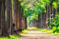 Metasequoia park in haneul park