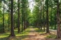 Metasequoia park in haneul park