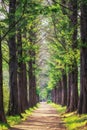 Metasequoia park in haneul park