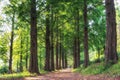 Metasequoia park in haneul park