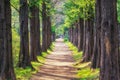 Metasequoia park in haneul park