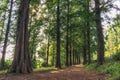 Metasequoia park in haneul park