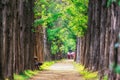 Metasequoia park in haneul park