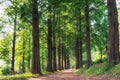 Metasequoia park in haneul park