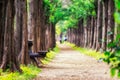 Metasequoia park in haneul park