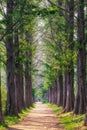 Metasequoia park in haneul park