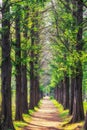 Metasequoia park in haneul park