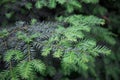 Metasequoia. Plant branch close-up. Green coniferous background, texture. Young, lighter shoots are clearly visible