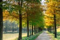 Metasequoia road autumn forest in Damyang, Korea Royalty Free Stock Photo