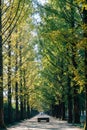 Metasequoia road green forest in Damyang, Korea Royalty Free Stock Photo