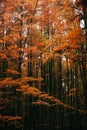 The metasequoia tree turns red in the autumn Royalty Free Stock Photo