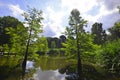 Metasequoia trees reflecting in pond, Gruga parc Germany. Royalty Free Stock Photo