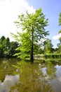 Metasequoia trees reflecting in pond, Gruga parc Germany. Royalty Free Stock Photo