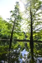 Metasequoia trees reflecting in pond, Gruga parc Germany. Royalty Free Stock Photo