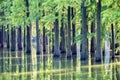 Metasequoia woods Royalty Free Stock Photo